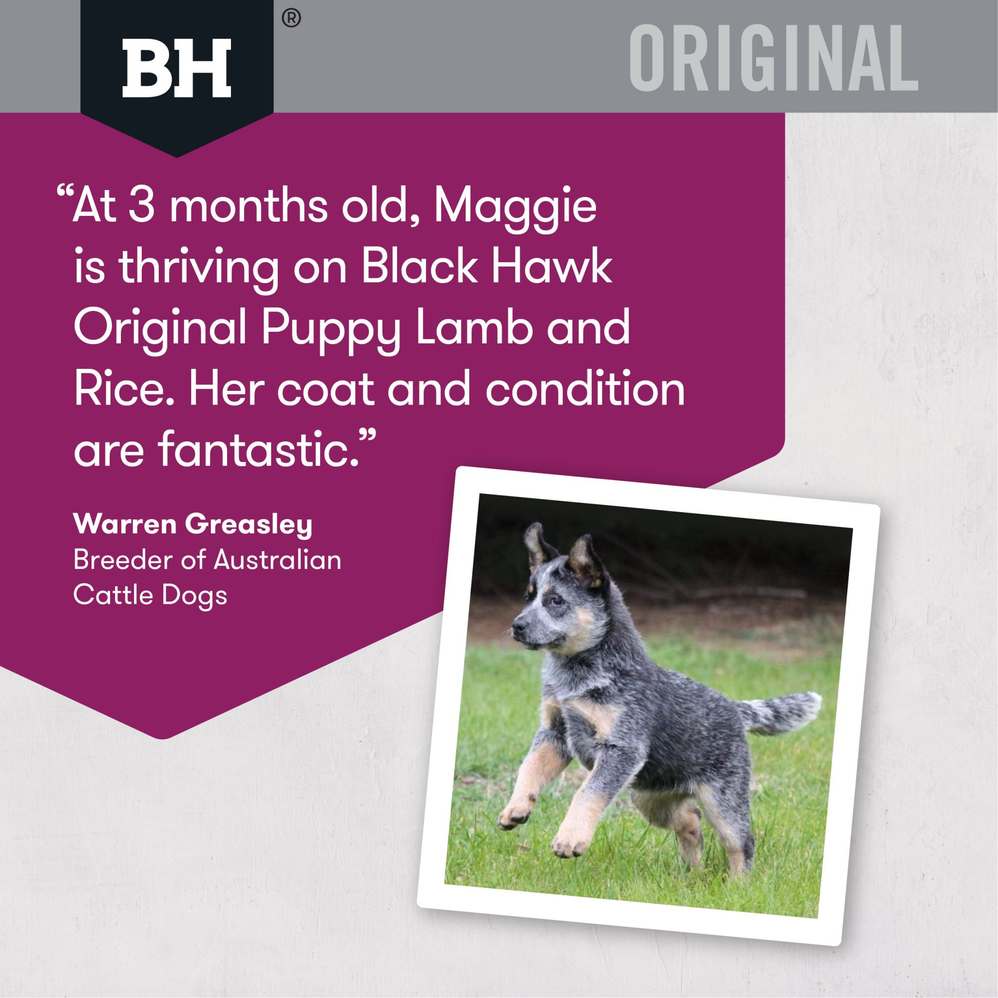 Black Hawk Puppy Lamb & Rice Australind Essential Grooming